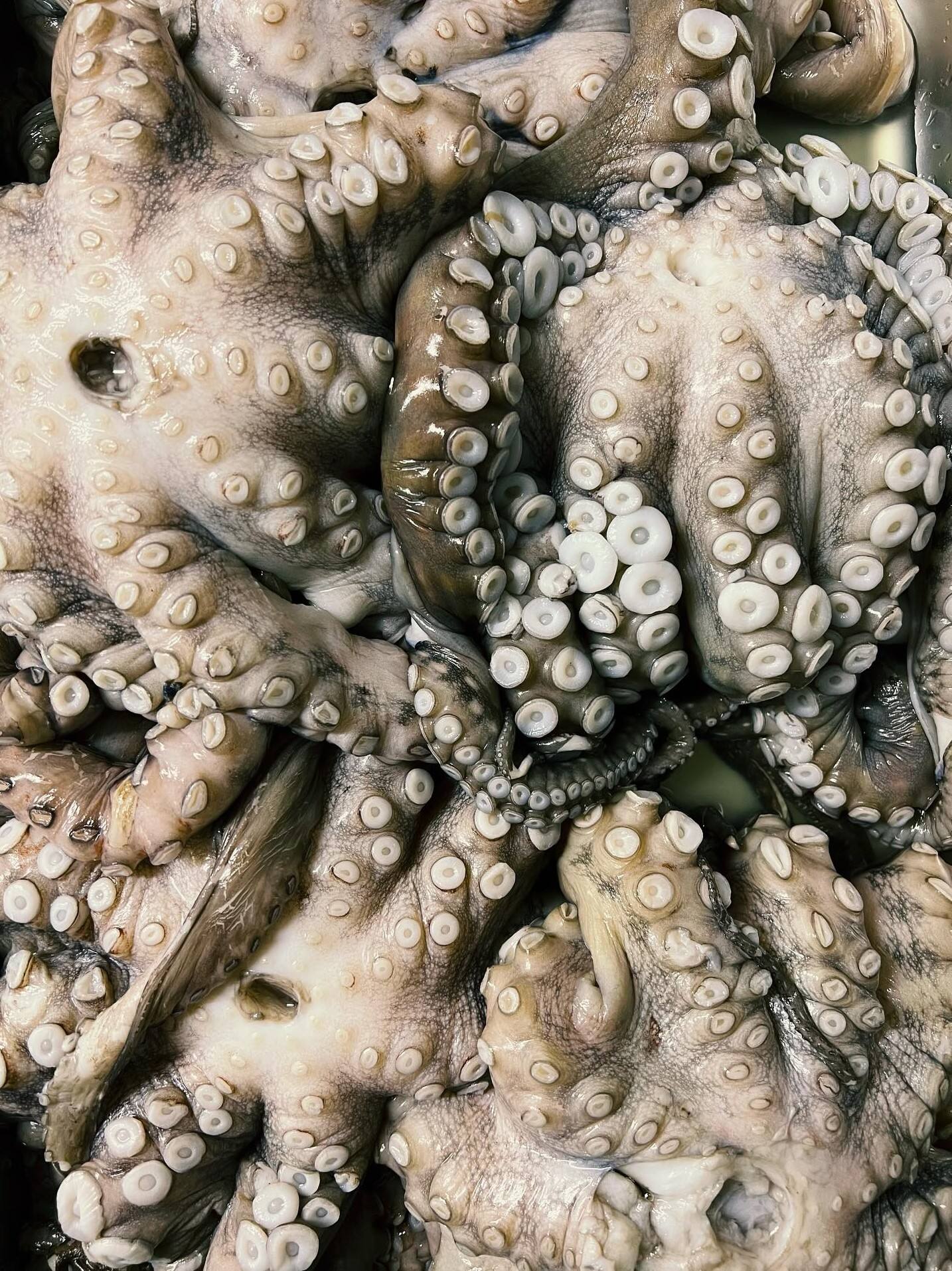 Poulpes frais entiers, tentacules enroulés.